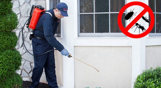 Kurşunlu Bit İlaçlama böcek ilaçlama ve haşere kontrolü — ilaclama-tr.com